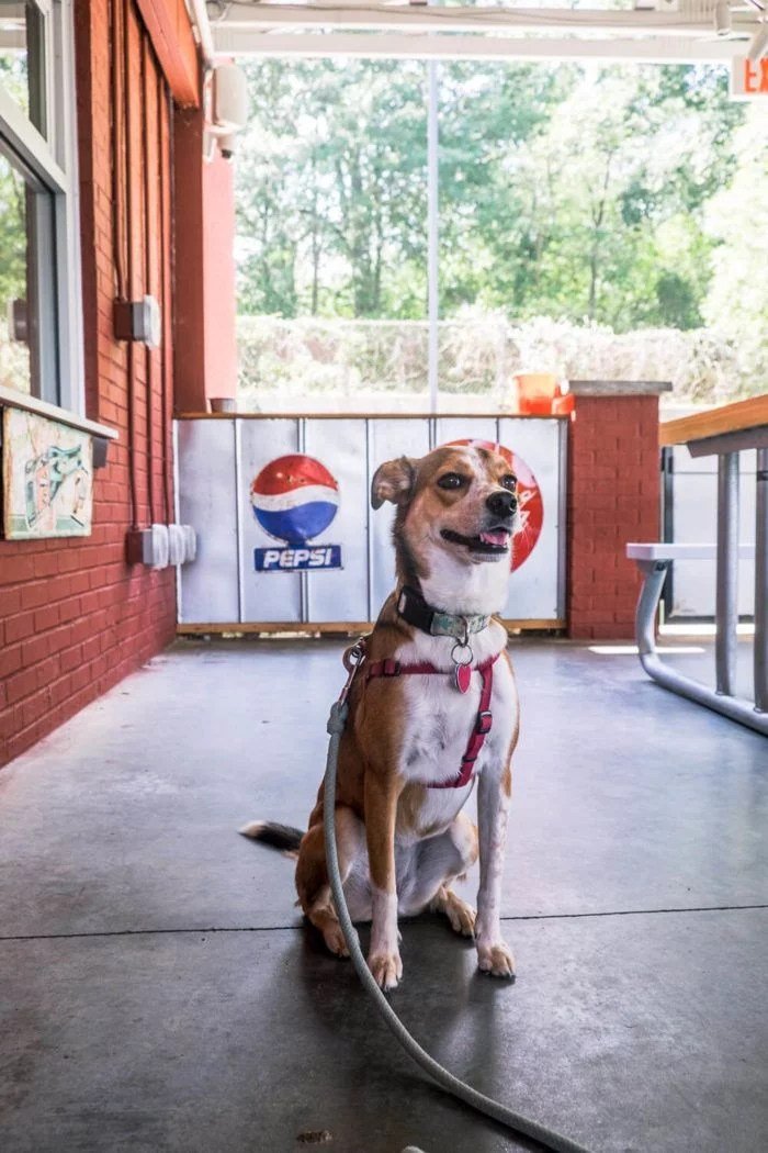 Paleo Friendly Restaurants Greenville SC for Healthy Eating